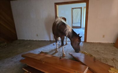 Neeeeighver thought I&rsquo;d have such a strong helper! Out fixing up a home and turned around to this! 918OKRoofs we have the horse power LOL ðŸ˜‚ðŸ˜‚ðŸ˜‚